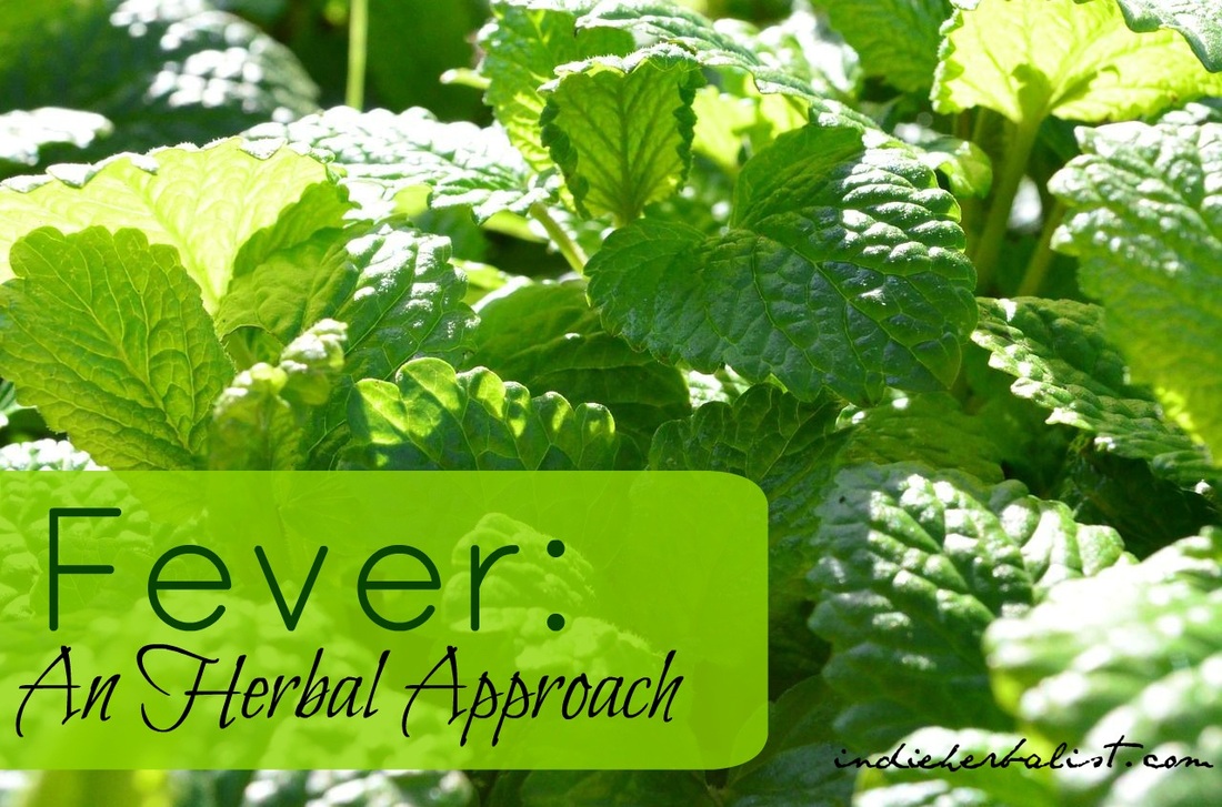 an-herbal-approach-to-fever-understanding-diaphoretics-indie-herbalist