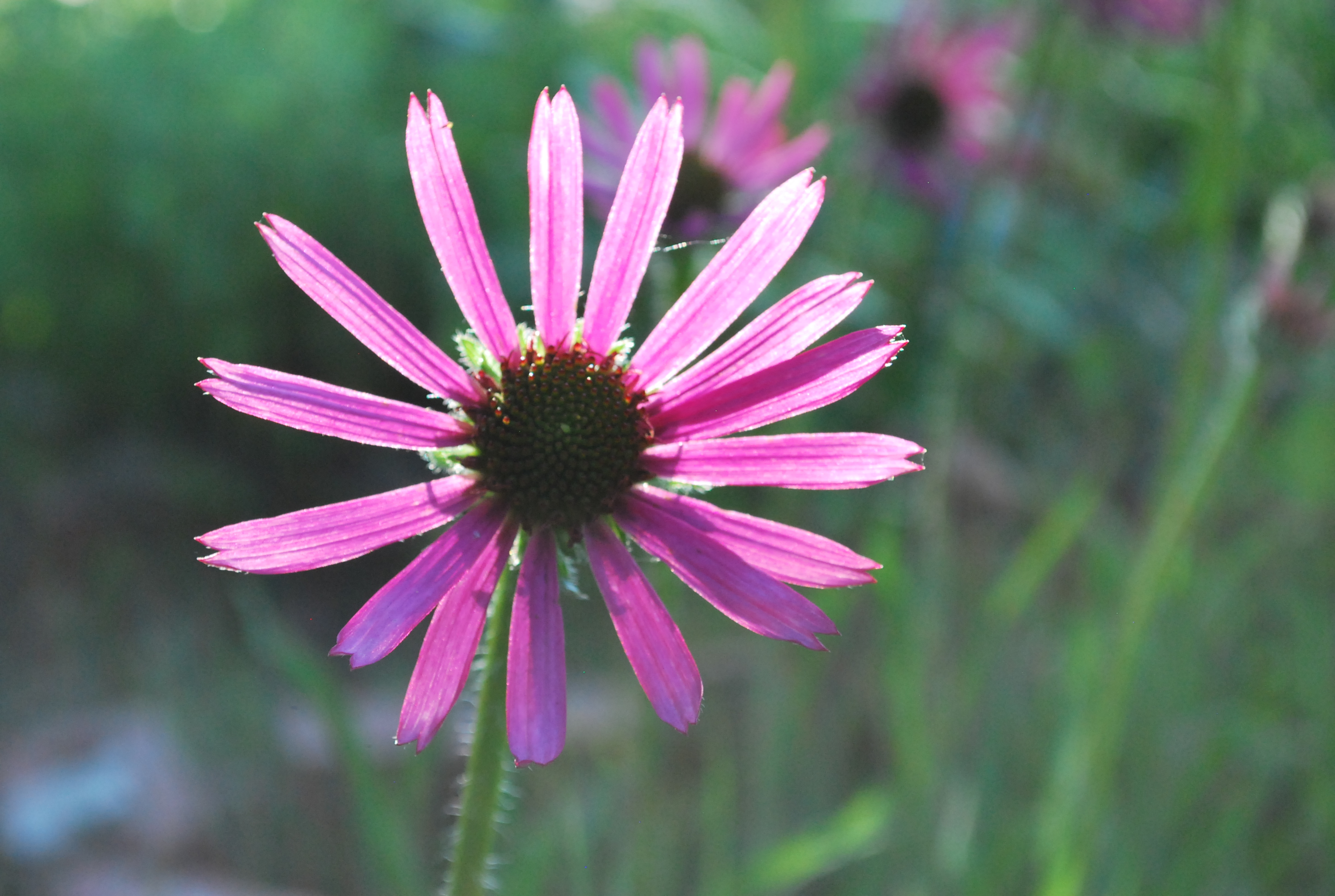 purple coneflower not blooming