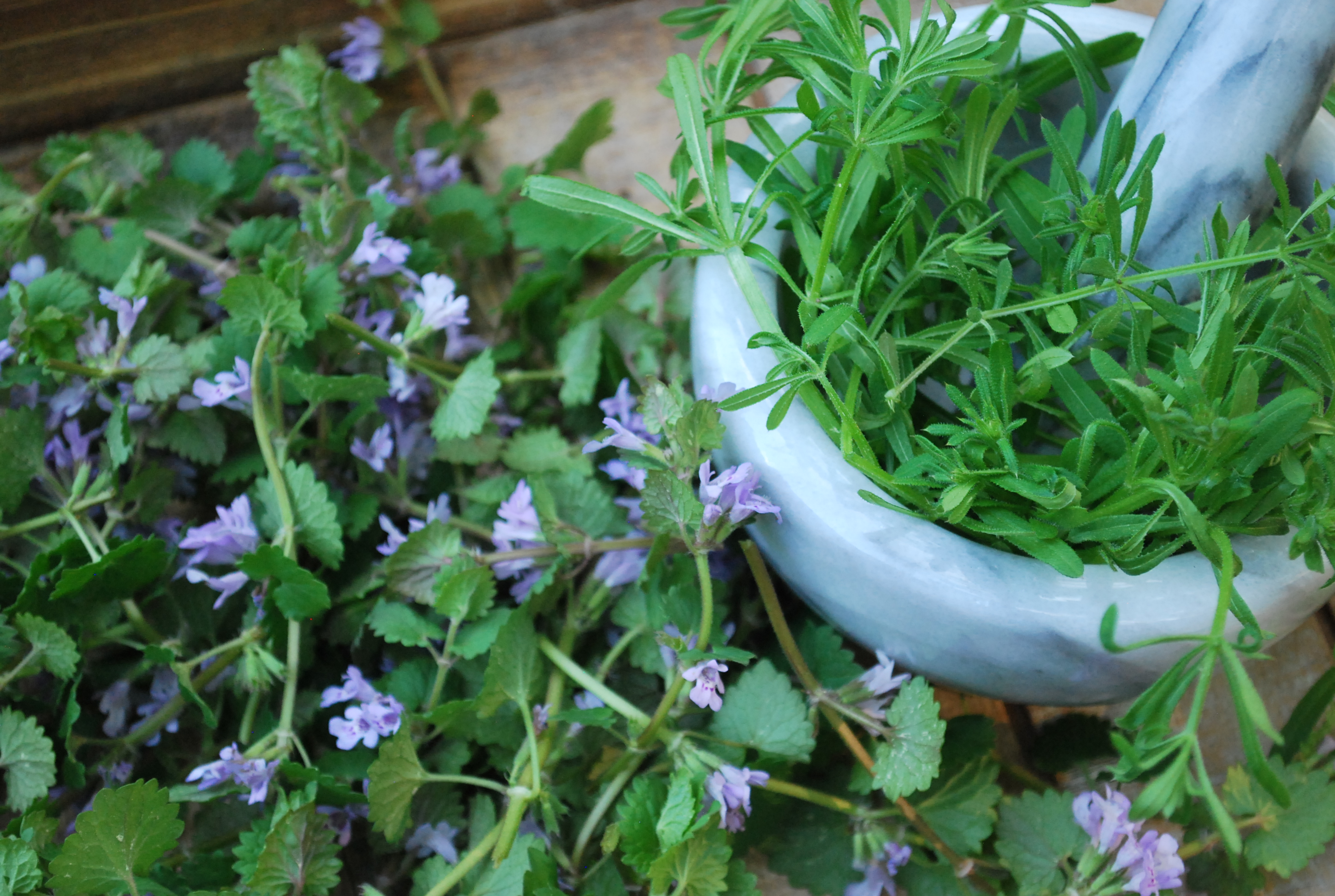 3 Herbs for Seasonal Allergies indieherbalist