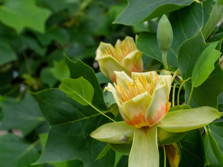 How to forage and use tulip tree bark