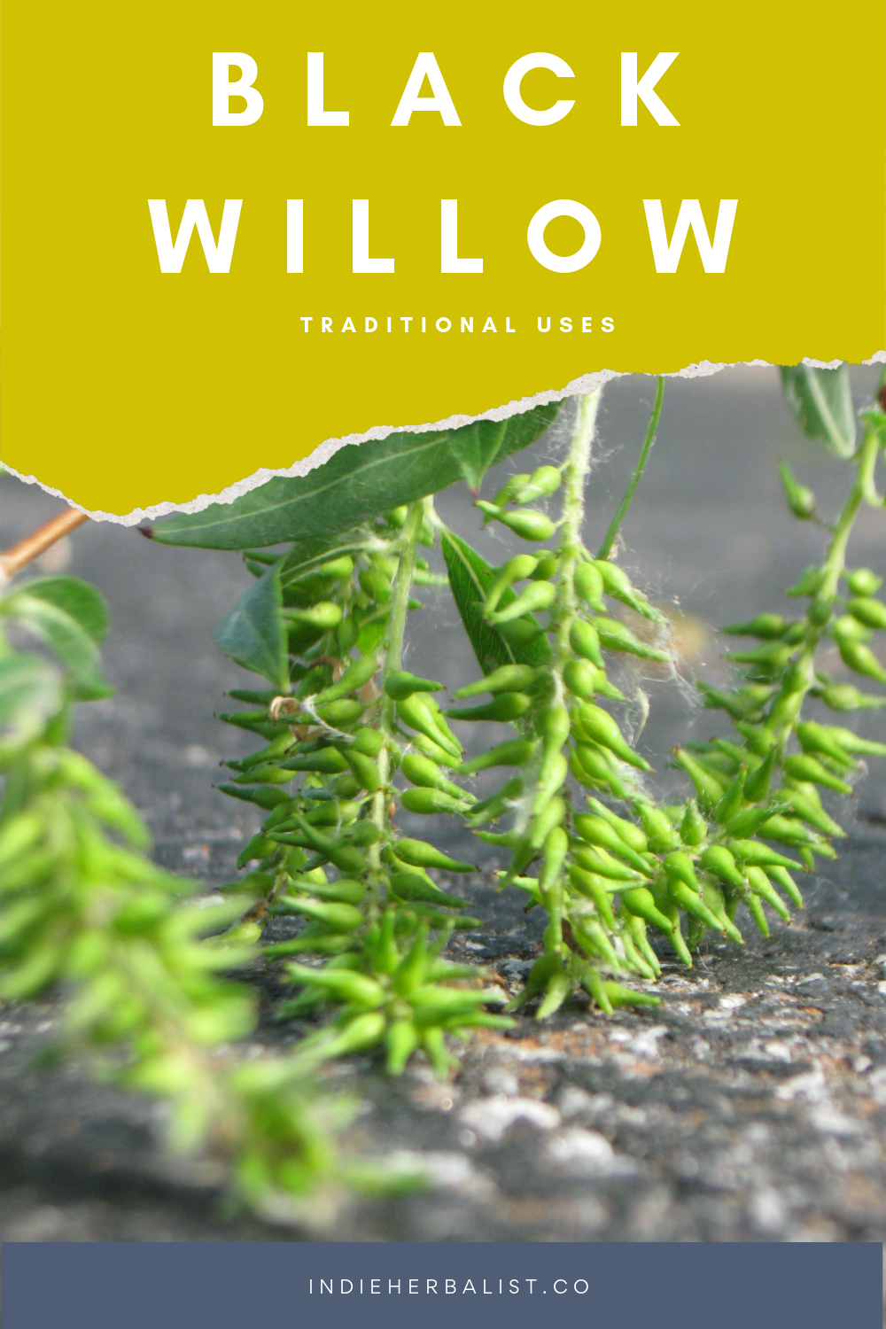 Medicinal use of black willow in historical accounts indie herbalist