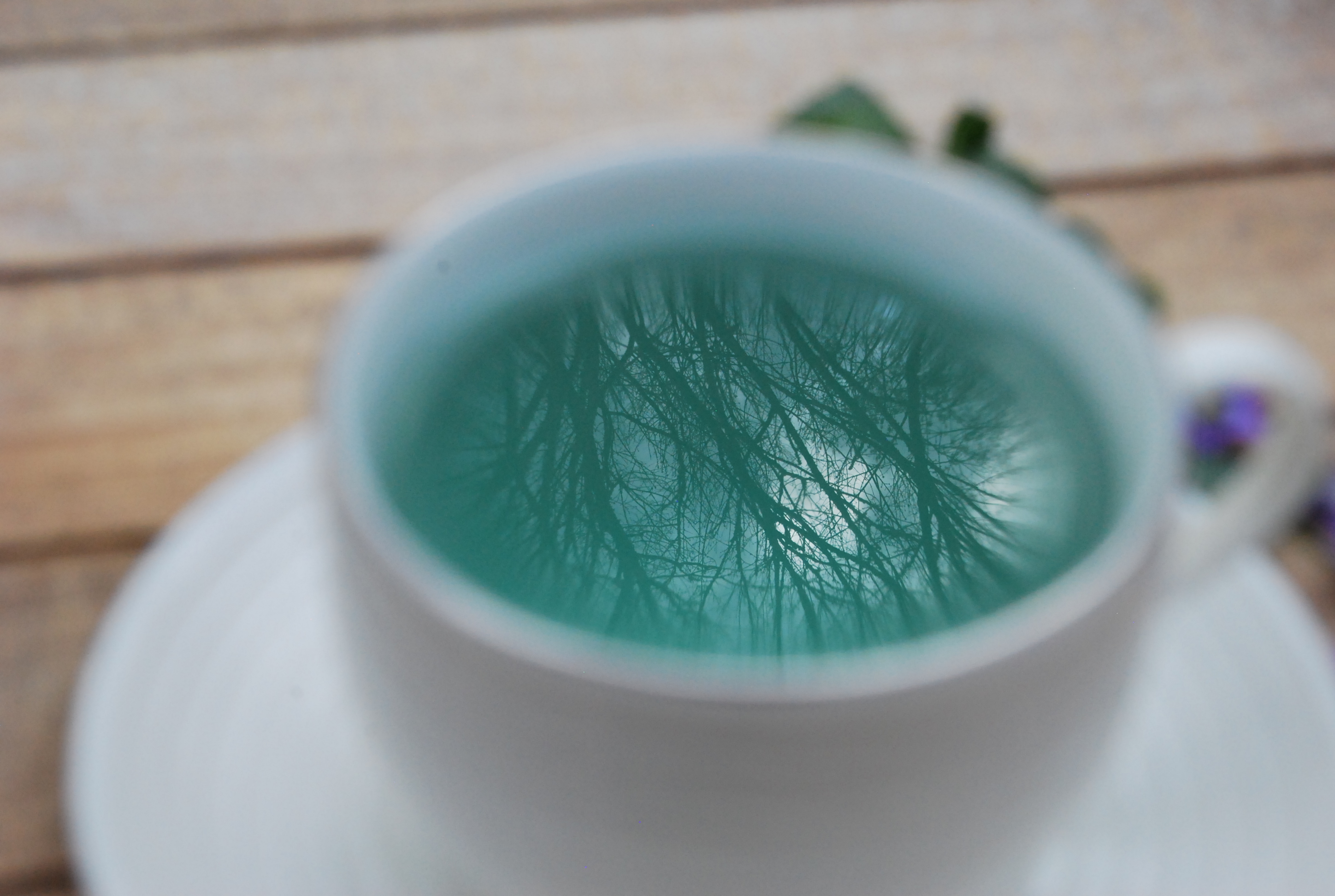 Beautiful blue tea with foraged violets