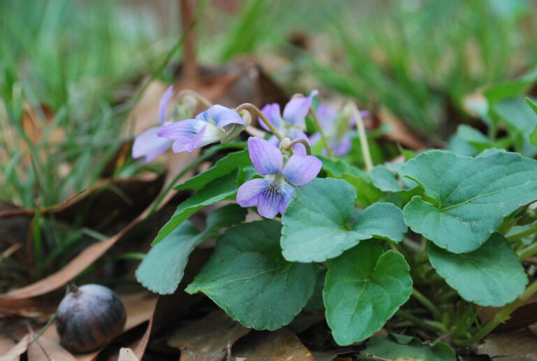 Traditional uses of wild violets article collection