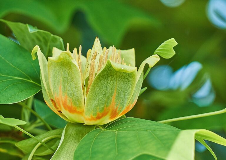 The herbal history of tulip poplar