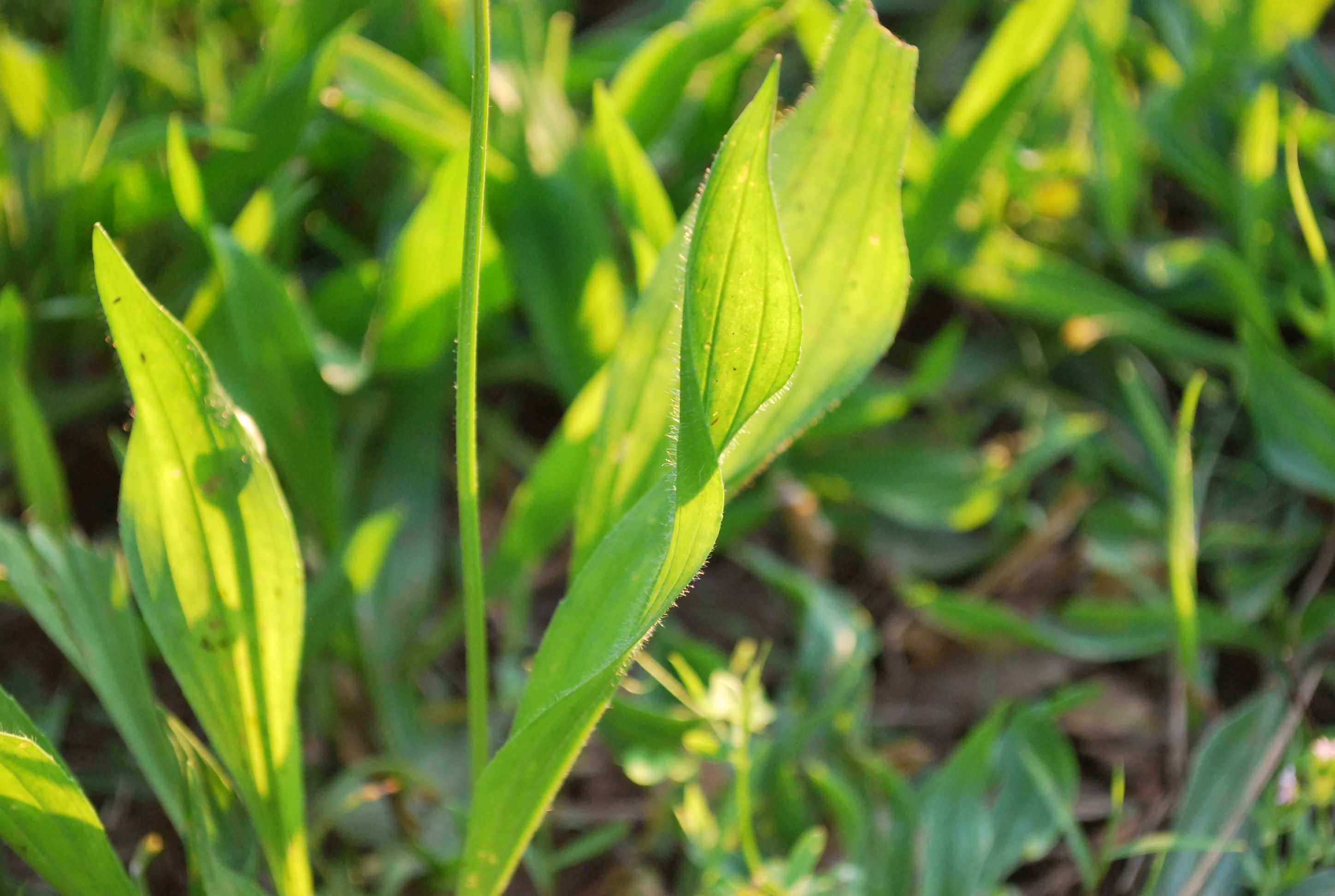 A Quick Guide To The Uses Of Plantain Indieherbalist