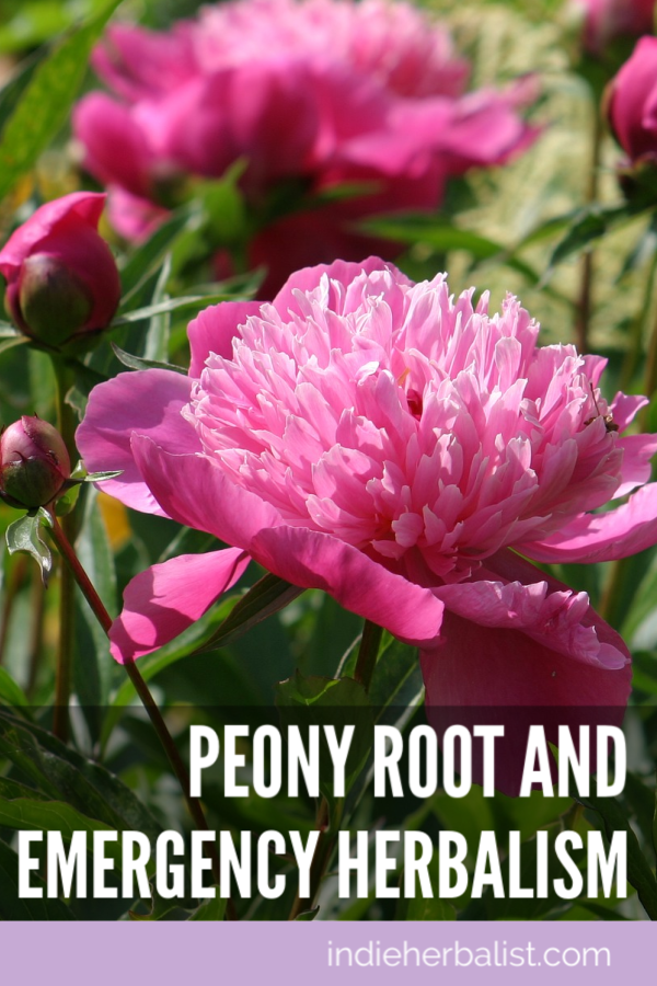 Peony benefits for wellness and emergency preparedness indie herbalist