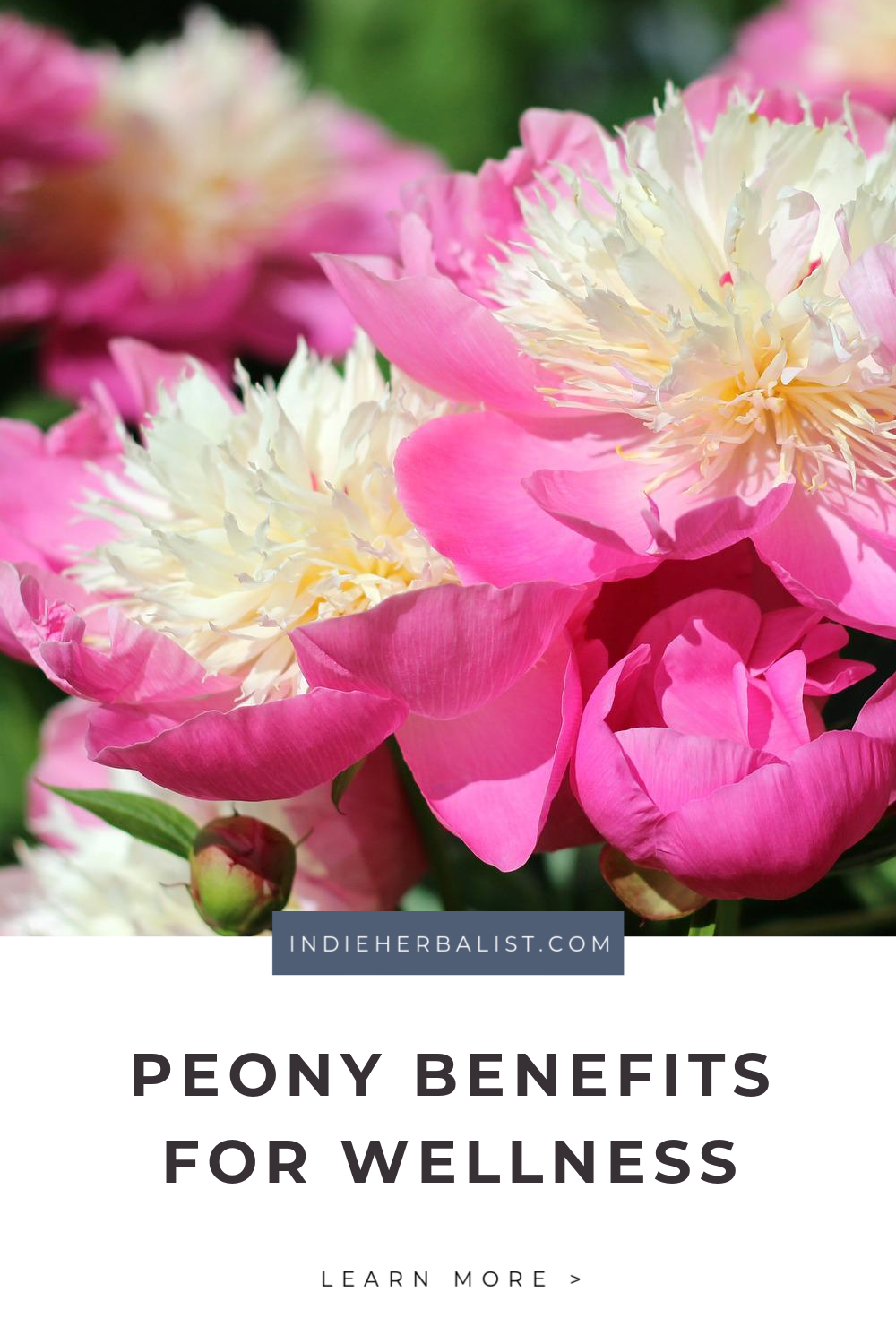 Peony benefits for wellness and emergency preparedness indie herbalist