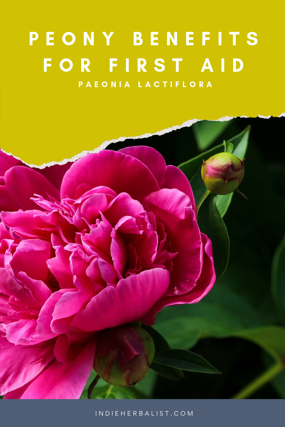 Peony benefits for wellness and emergency preparedness indie herbalist