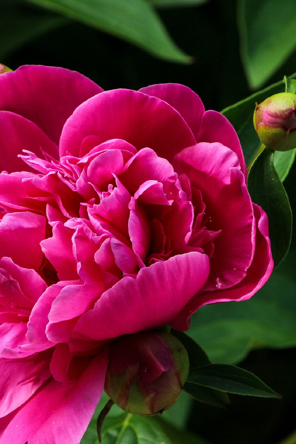 Peony benefits for wellness and emergency preparedness indie herbalist
