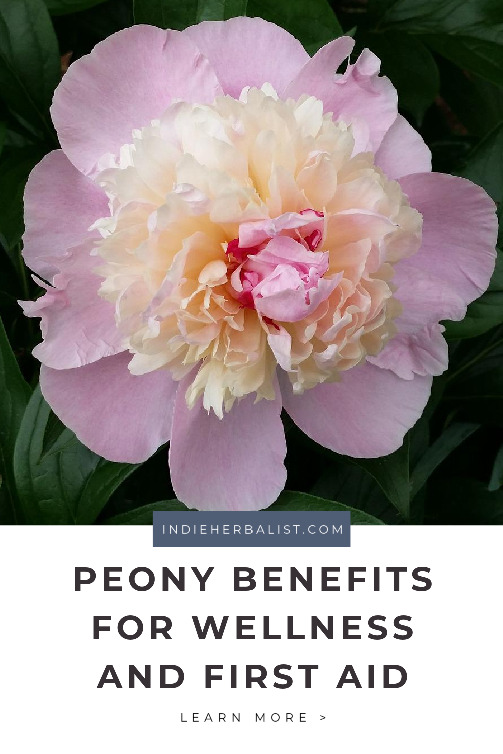 Peony benefits for wellness and emergency preparedness indie herbalist