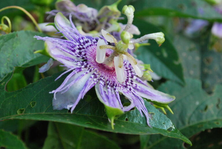 An herbalist’s guide to passionflower