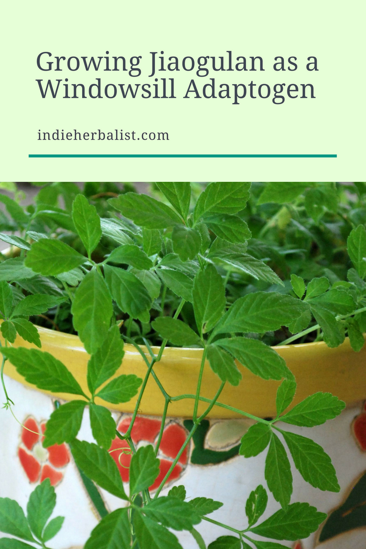 An easy to grow houseplant that's also an herbal adaptogen. 