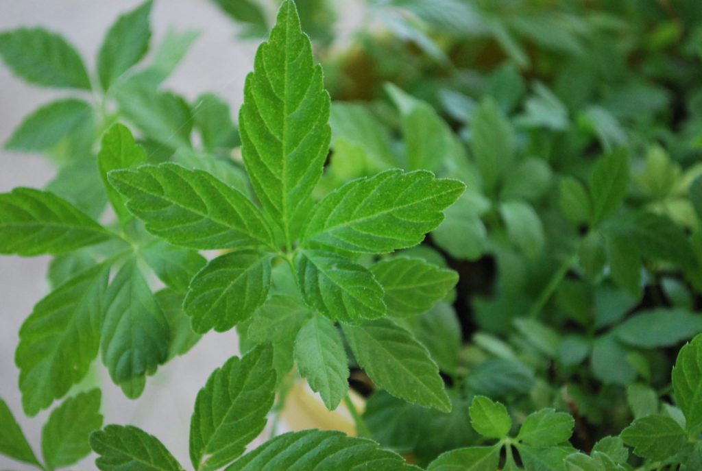 How to Grow Jiaogulan as a Houseplant indie herbalist