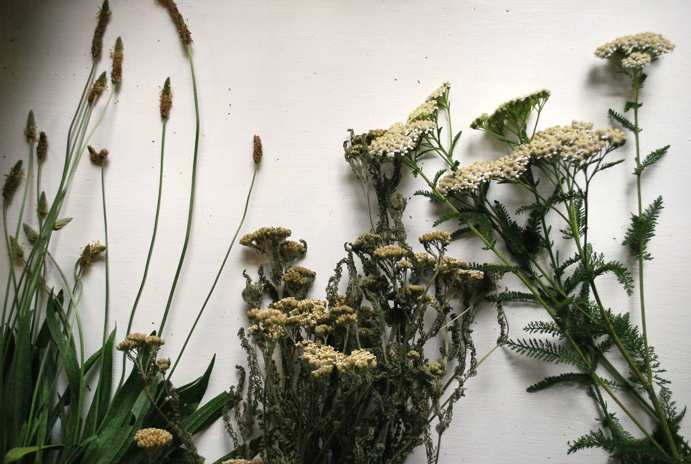 3 reasons to use dried herbs instead of fresh