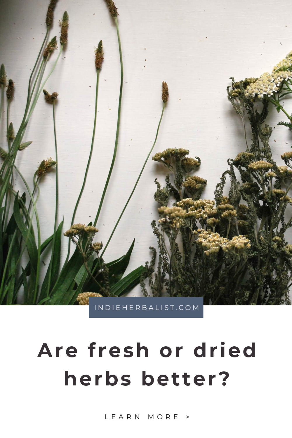 3 reasons to use dried herbs instead of fresh indie herbalist