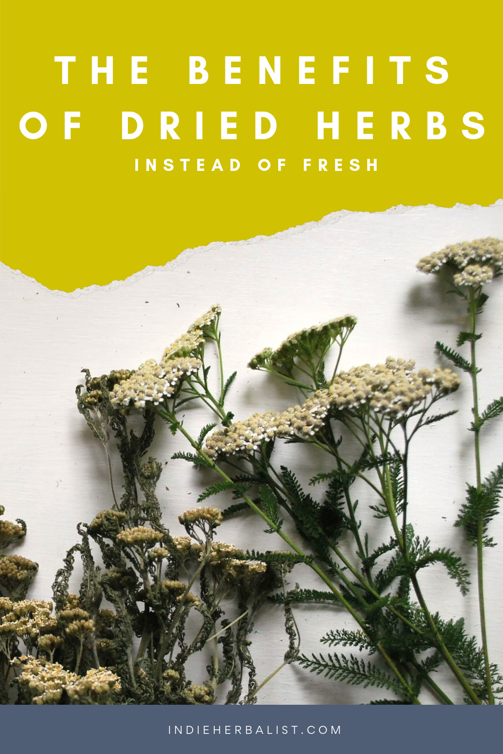3 reasons to use dried herbs instead of fresh indie herbalist
