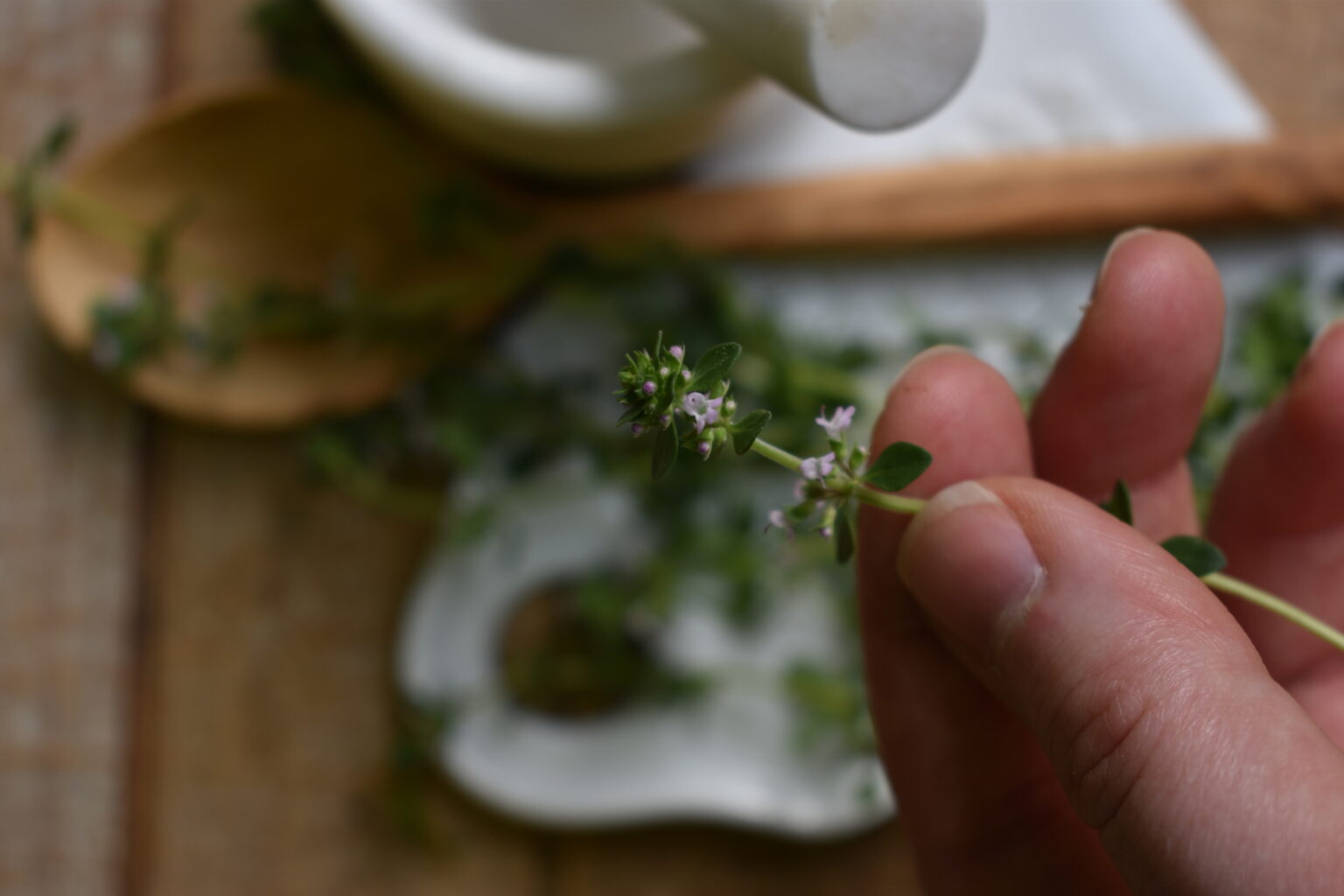 How to make herbal infusions with thyme indie herbalist