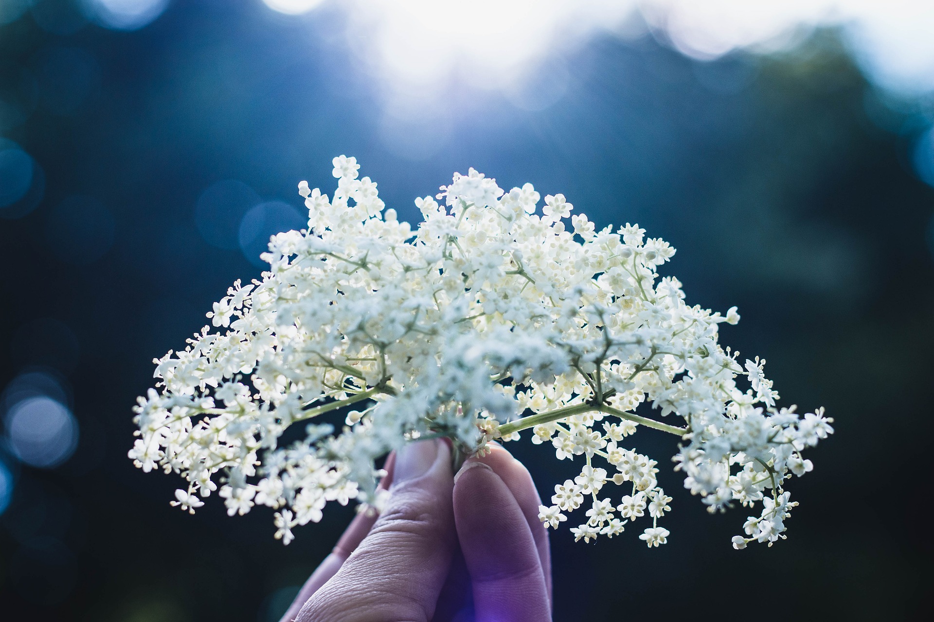 Herbal Safety Basics for Home Herbalists