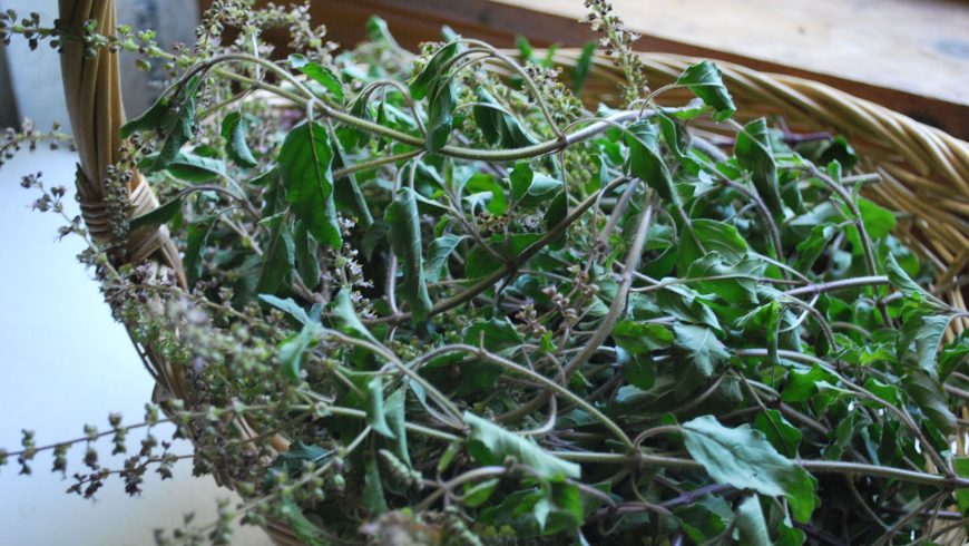 Tulsi is one of several adaptogens that are easy to grow at home.