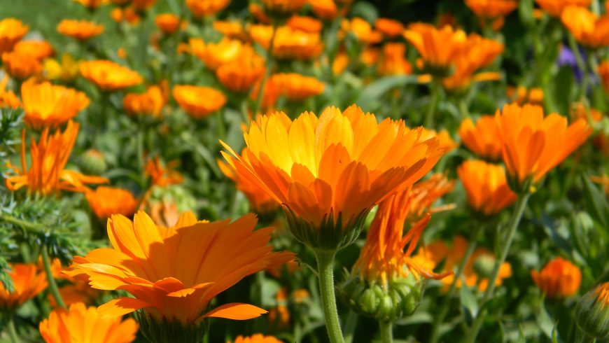 Calendula supports the immune system as a lymphatic herb.
