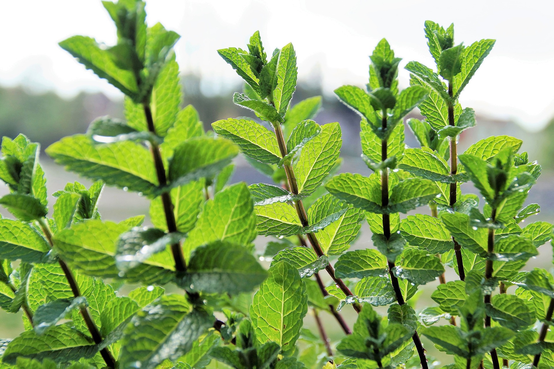 exploring-herbs-digestion-indie-herbalist