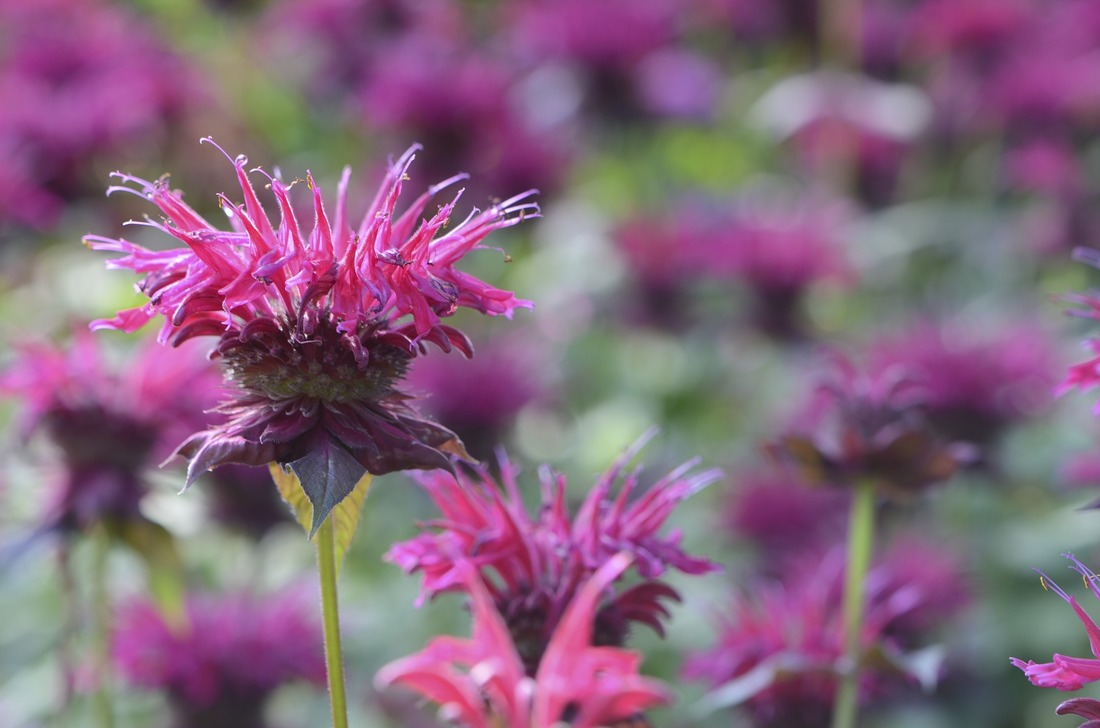 How to Use Bee Balm in the Kitchen