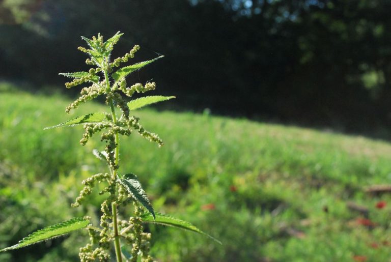 5 herbs that grow everywhere