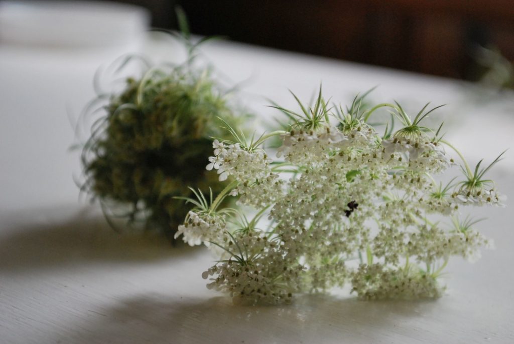 Queen Anne's Lace Part I: Folklore and Identification – Herbal Academy