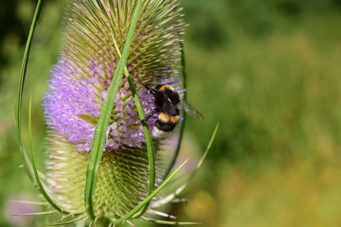 Post-injury herbal support for muscles and bones