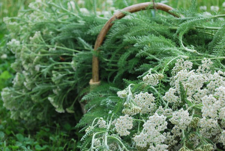 The best time to harvest yarrow