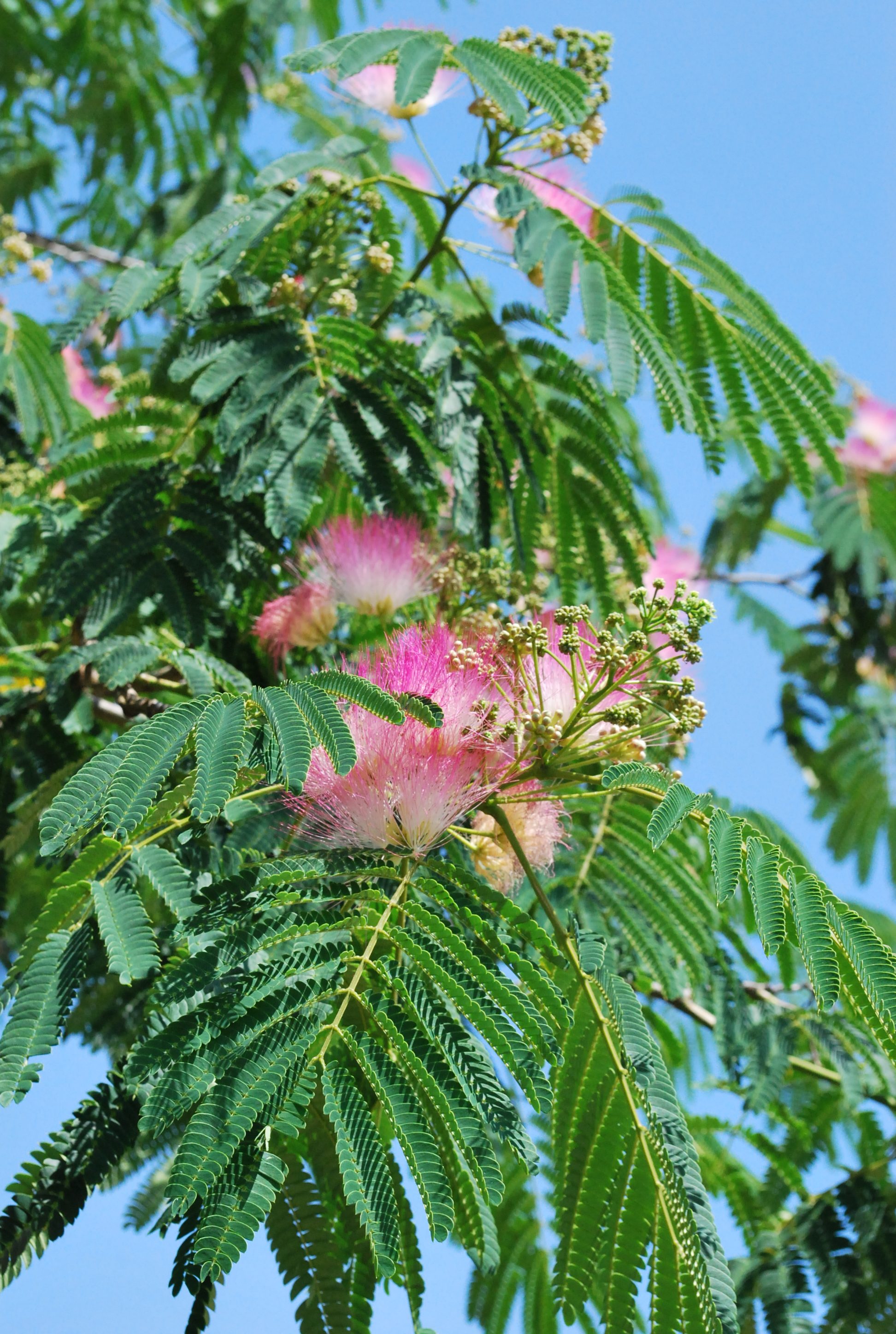 Learn How To Harvest And Use Albizia Flowers And Bark Indie Herbalist