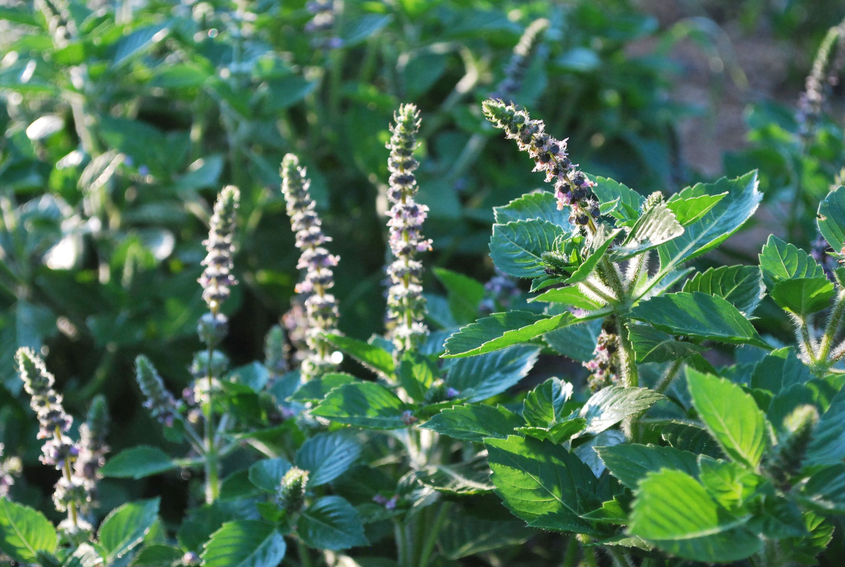 Growing tulsi in a home garden is easy and rewarding.