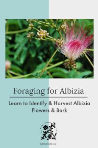 Learn How to Harvest and Use Albizia Flowers and Bark | indie herbalist