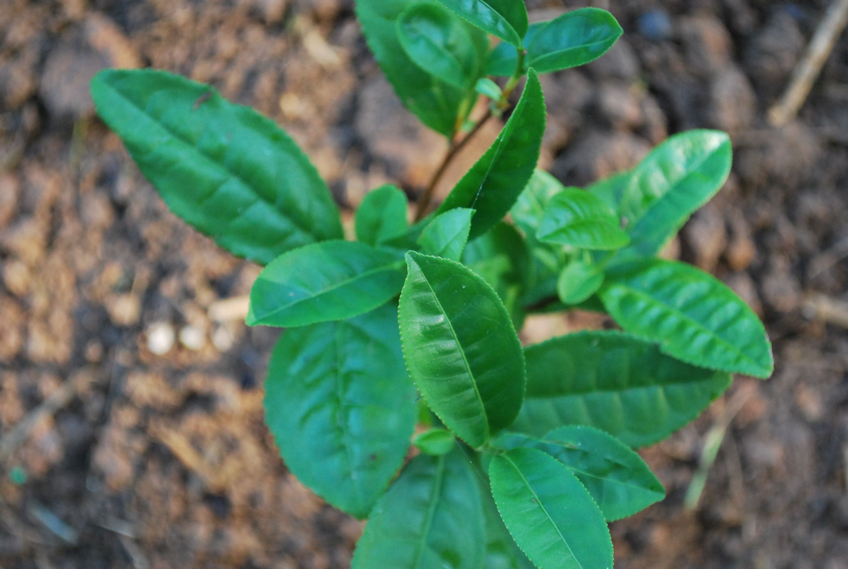 How to Plant Tea Bushes in a Fall Garden