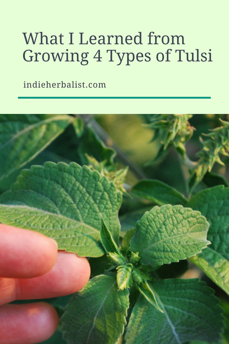 What I learned from growing 4 types of tulsi