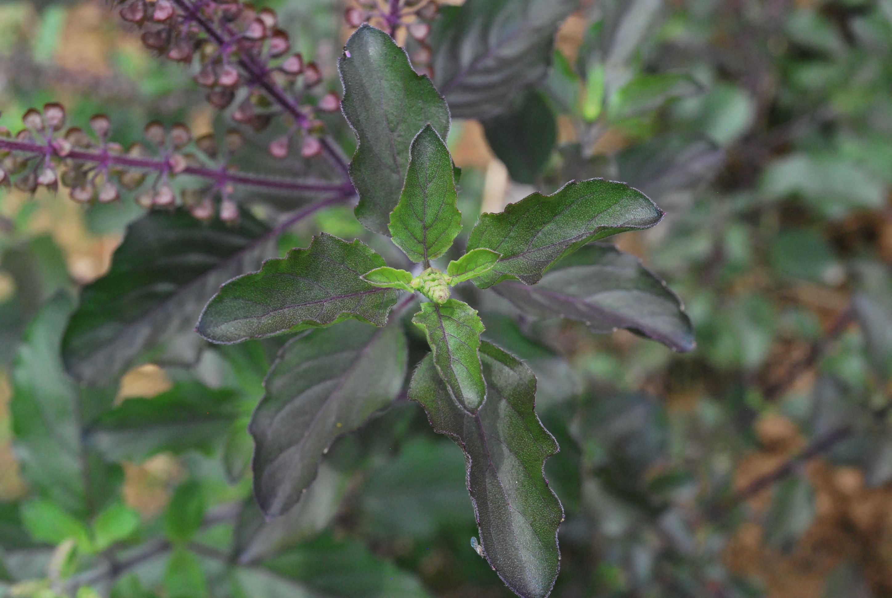 Growing Krishna tulsi at home.