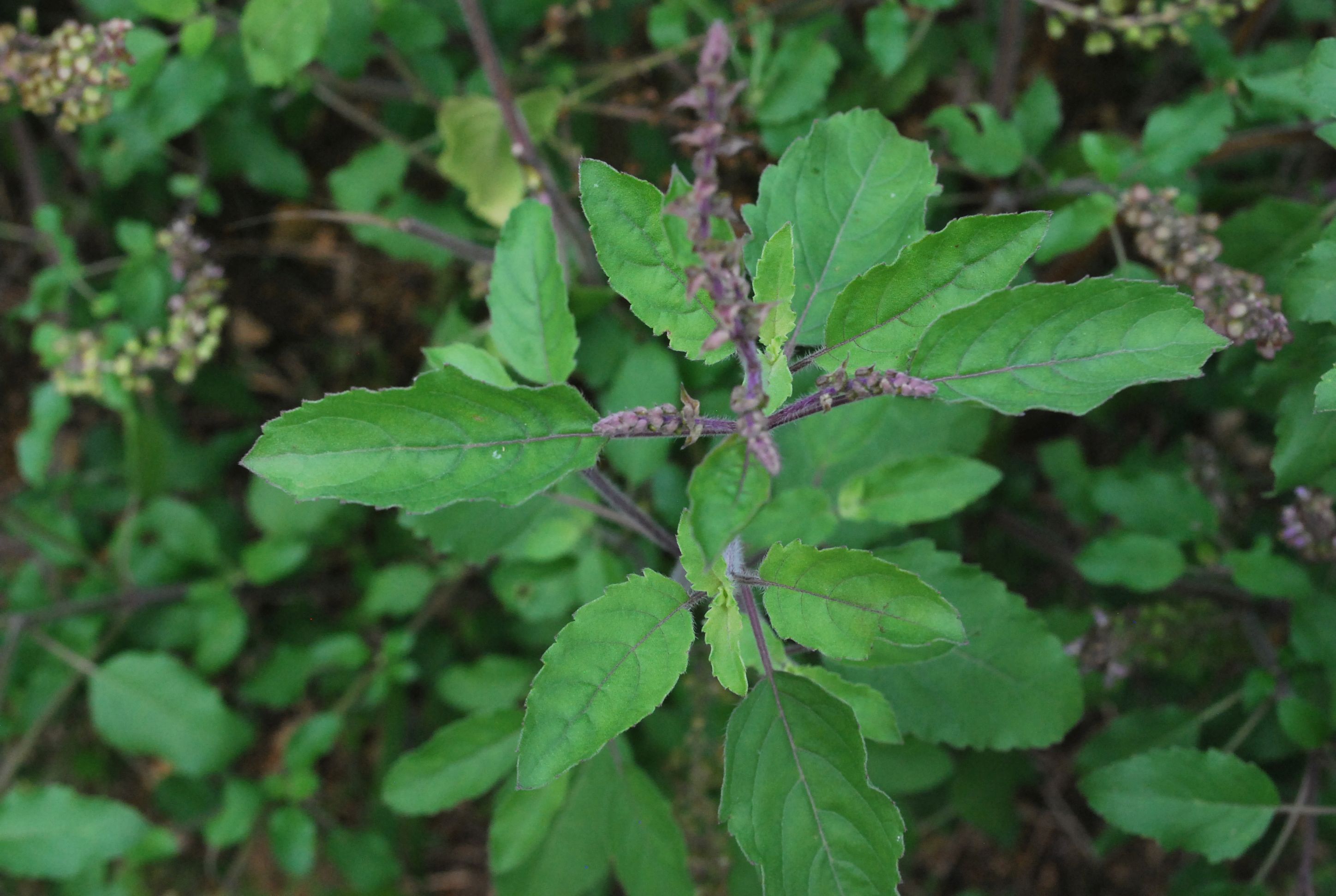 Growing Rama tulsi at home. 