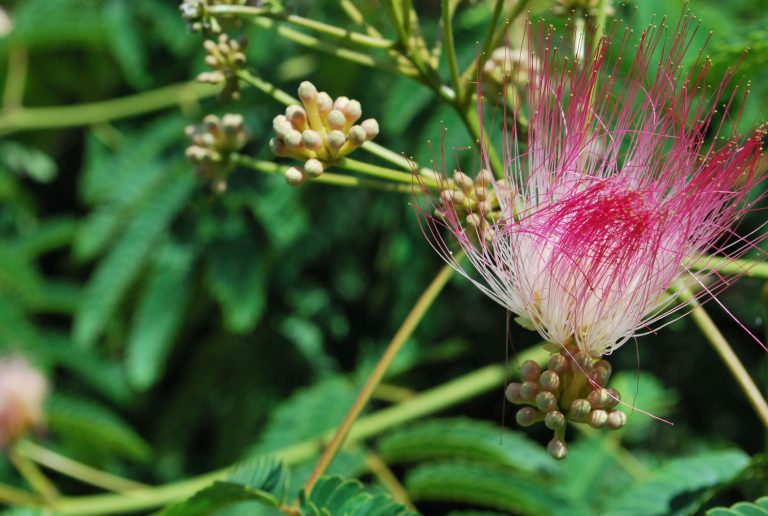 Learn How to Harvest and Use Albizia Flowers and Bark