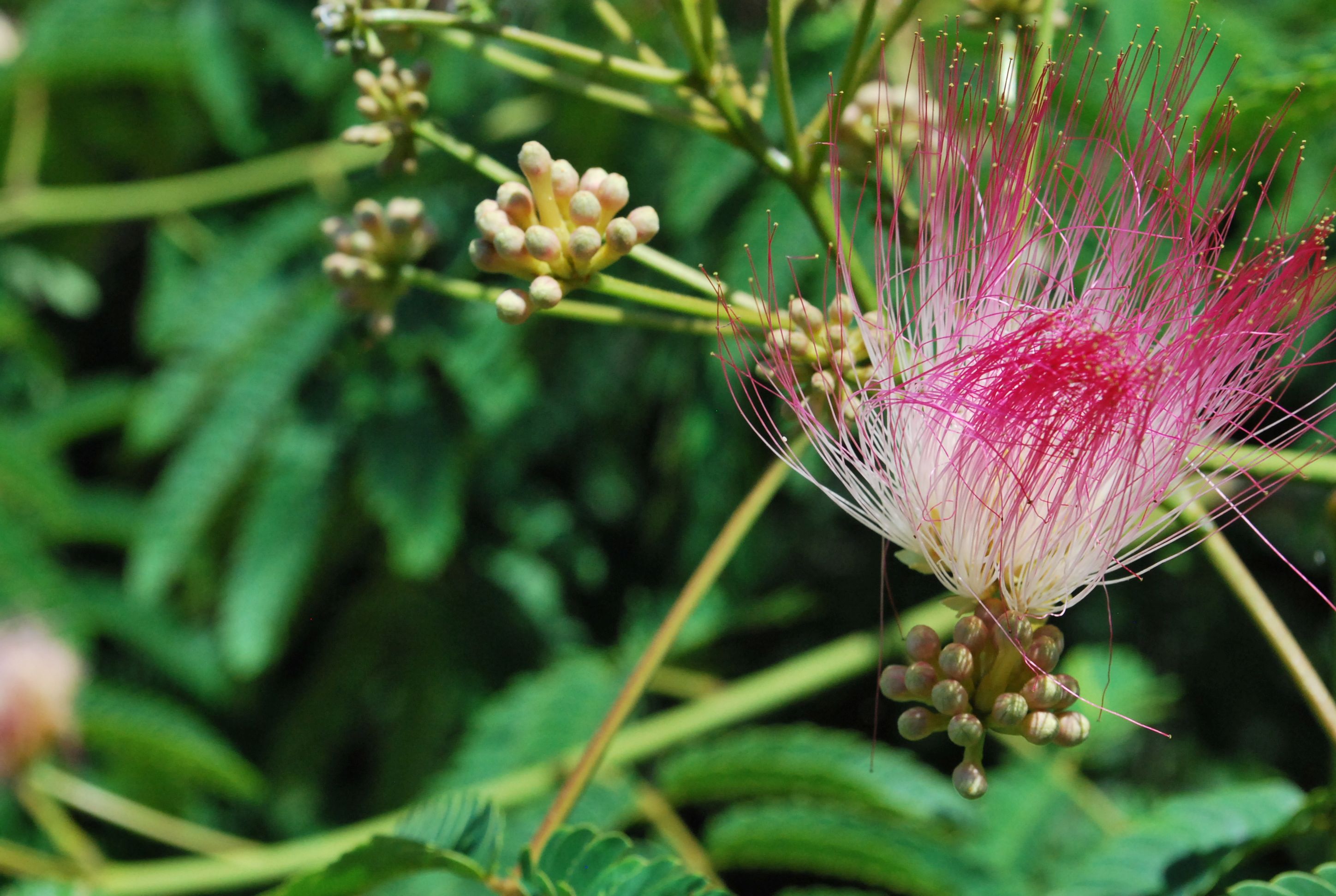 Learn How to Harvest and Use Albizia Flowers and Bark | indie herbalist