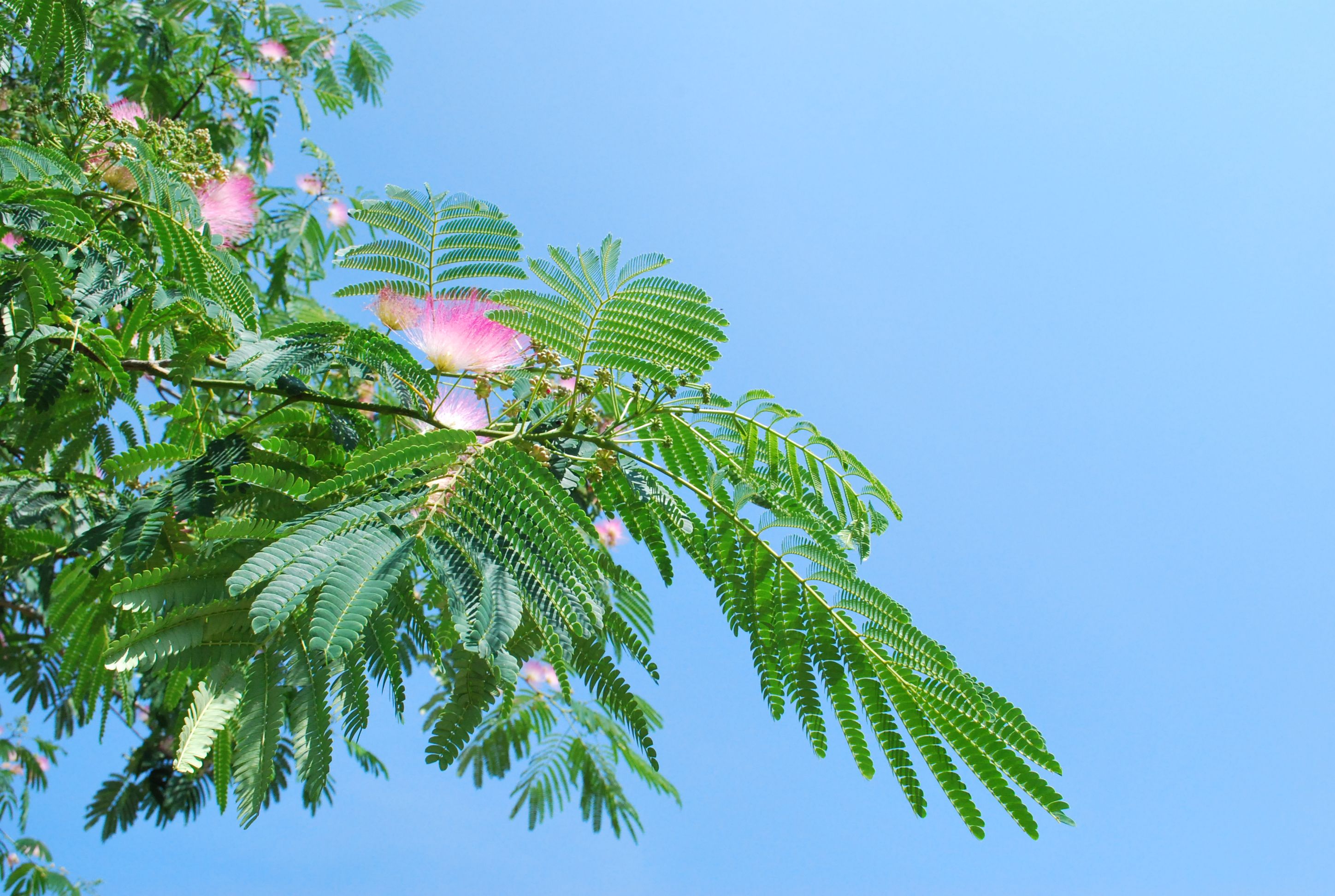 Learn How To Harvest And Use Albizia Flowers And Bark Indie Herbalist