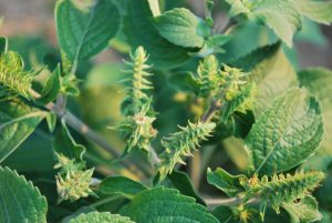 Vana tulsi for the home herb garden.