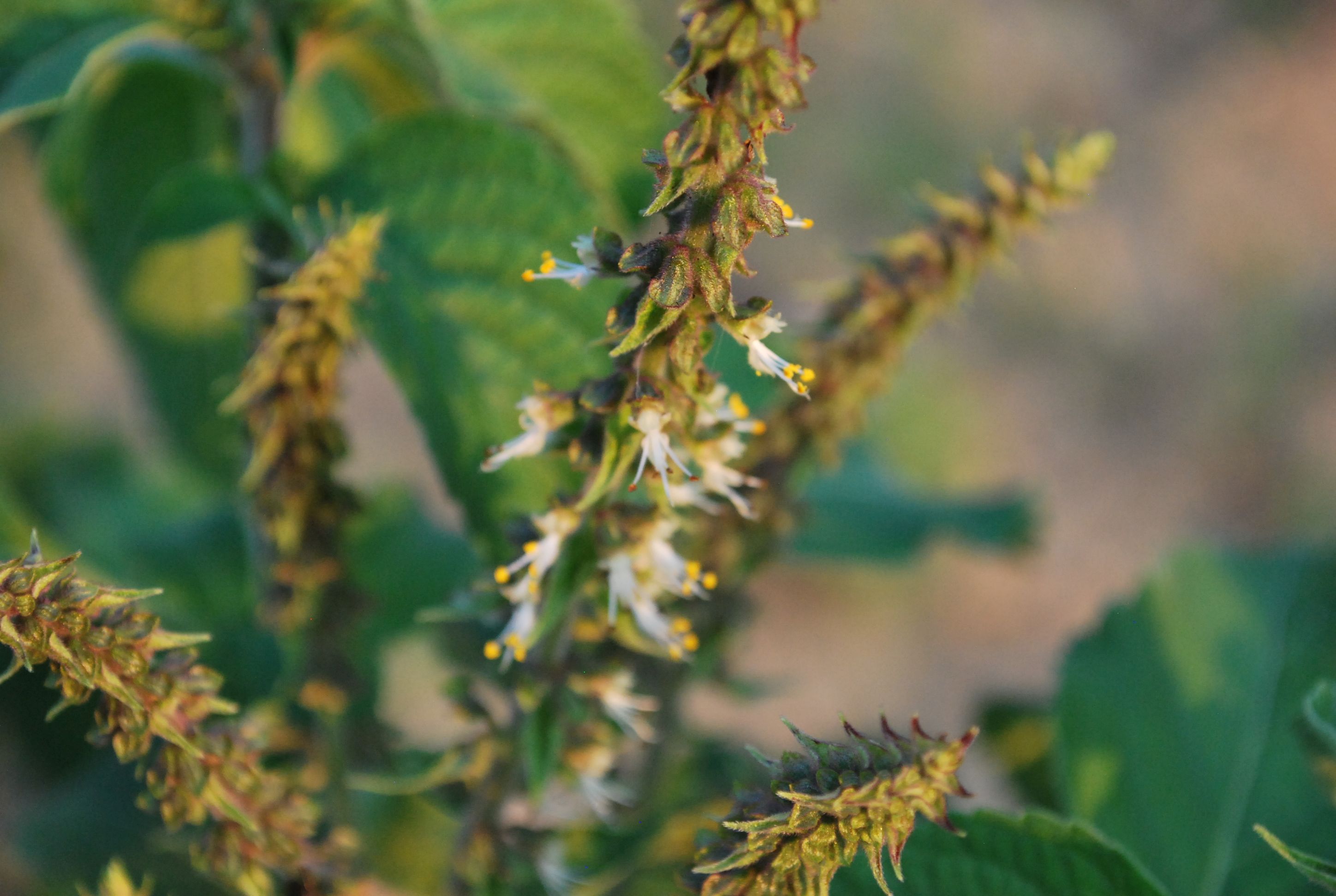 Growing Vana tulsi at home.