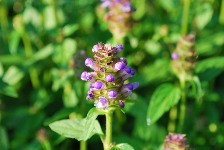 Investigate the Herbal Uses of Self Heal