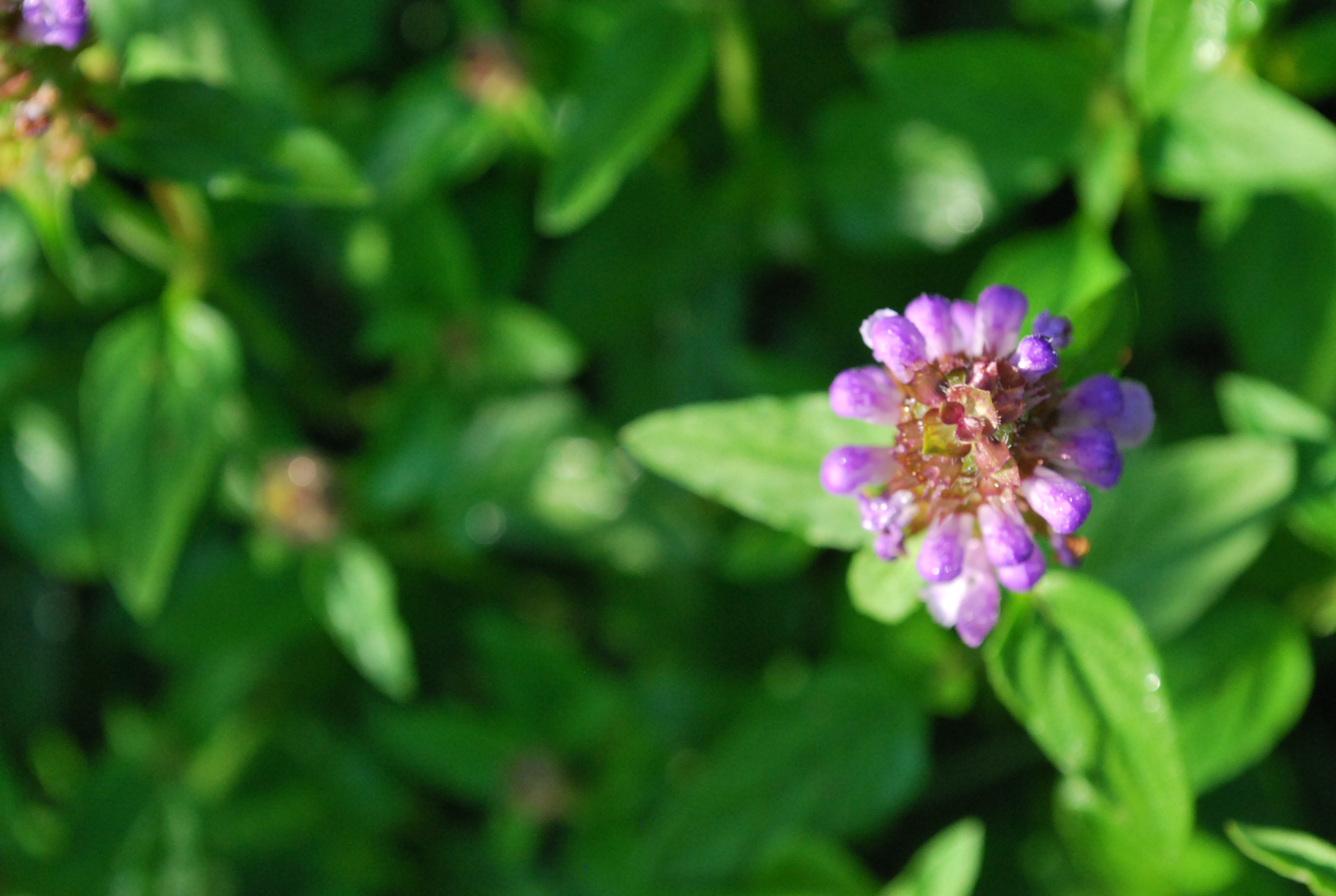 Self Heal and Herbal First Aid