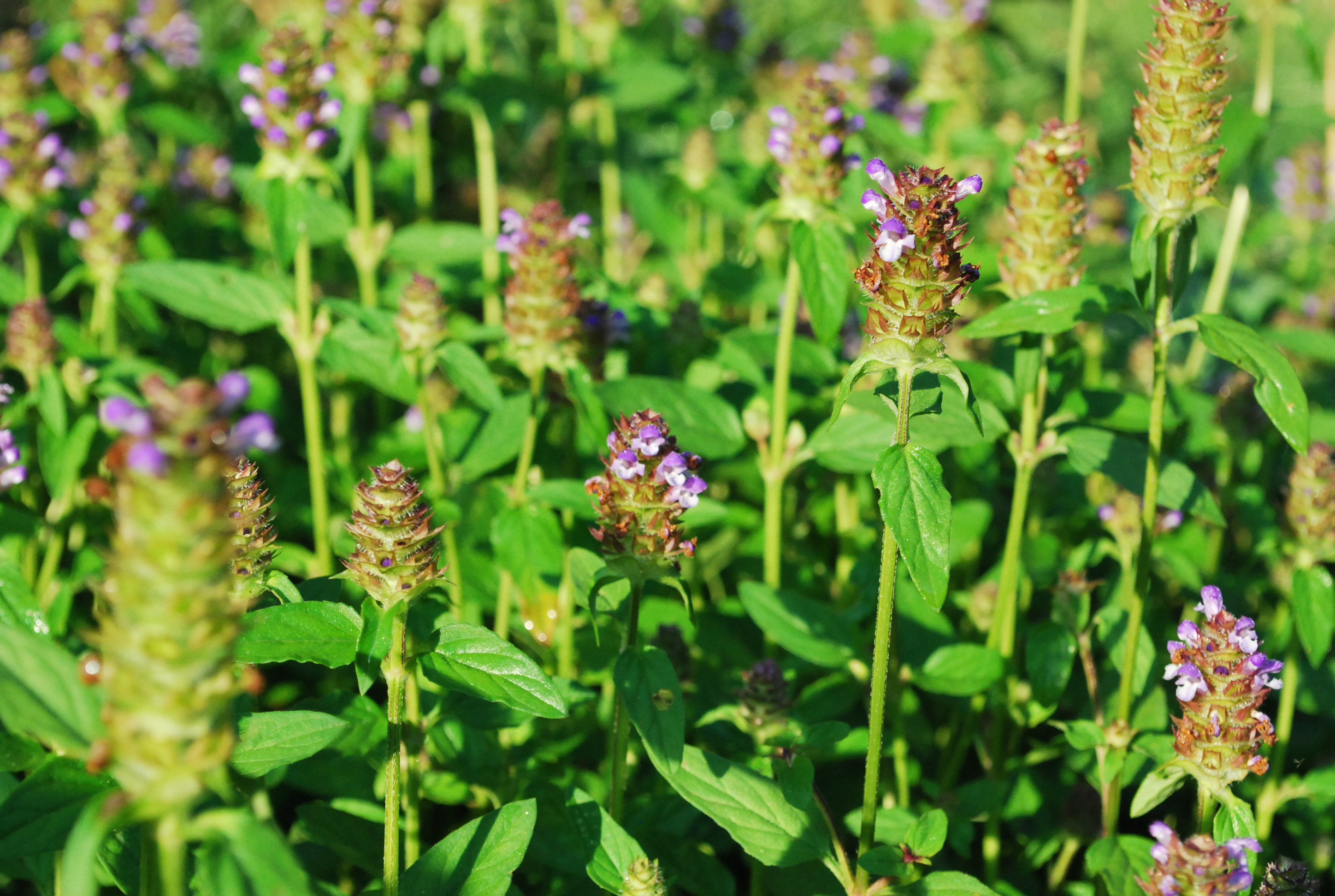 Learn Some Common Names for Self Heal