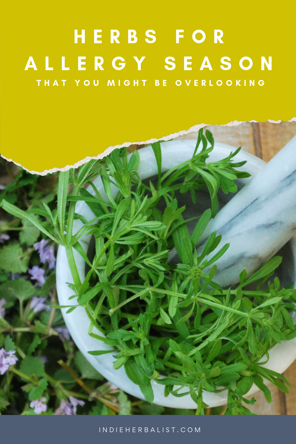 3 herbs for seasonal allergies indie herbalist