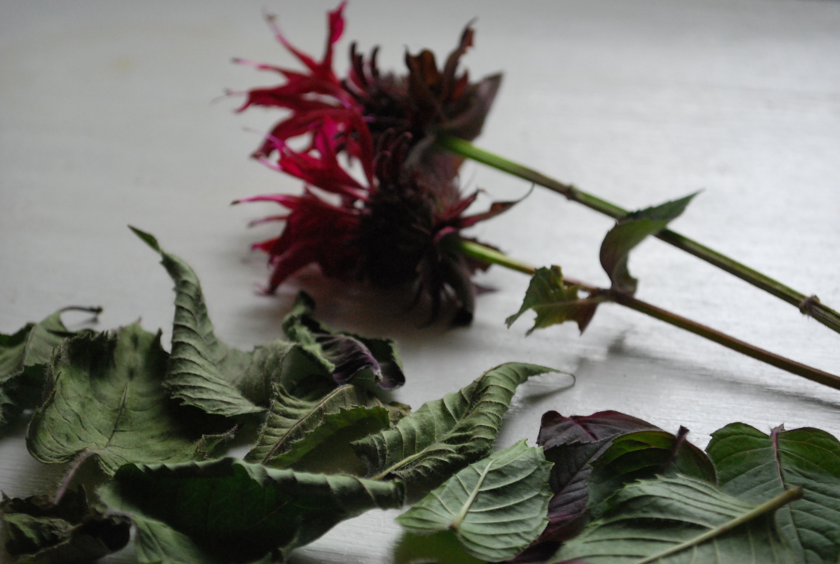 Bee Balm Bergamot Herb