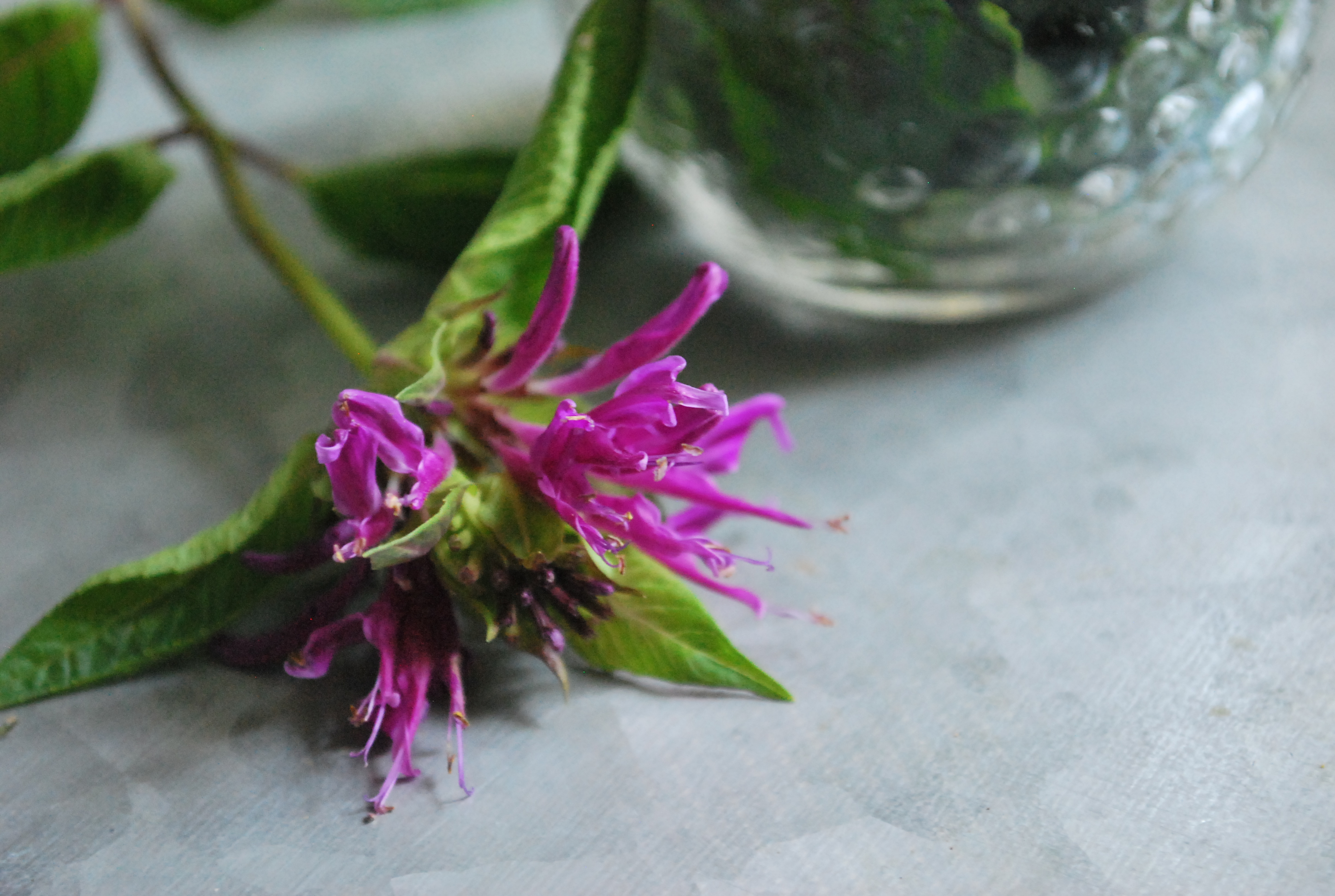 Using Bee Balm for Emotional Wellness