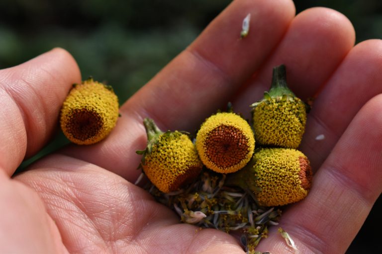 The best time to harvest Spilanthes