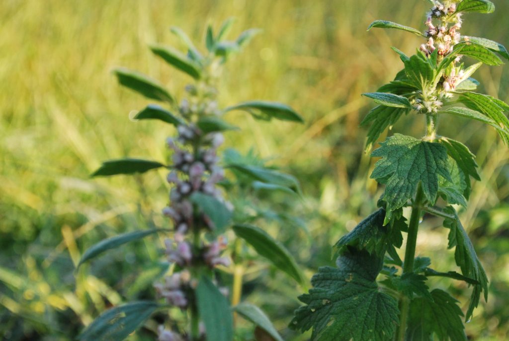 Motherwort 2 | indie herbalist